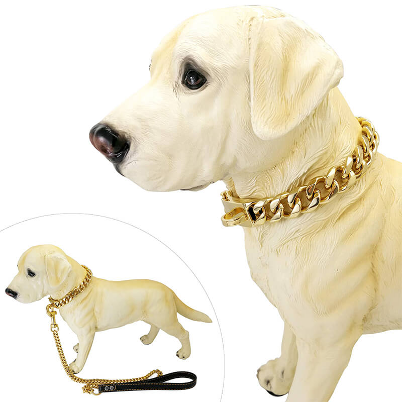 Labrador best sale chain collar