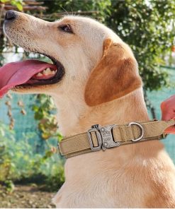 largedogcollars
