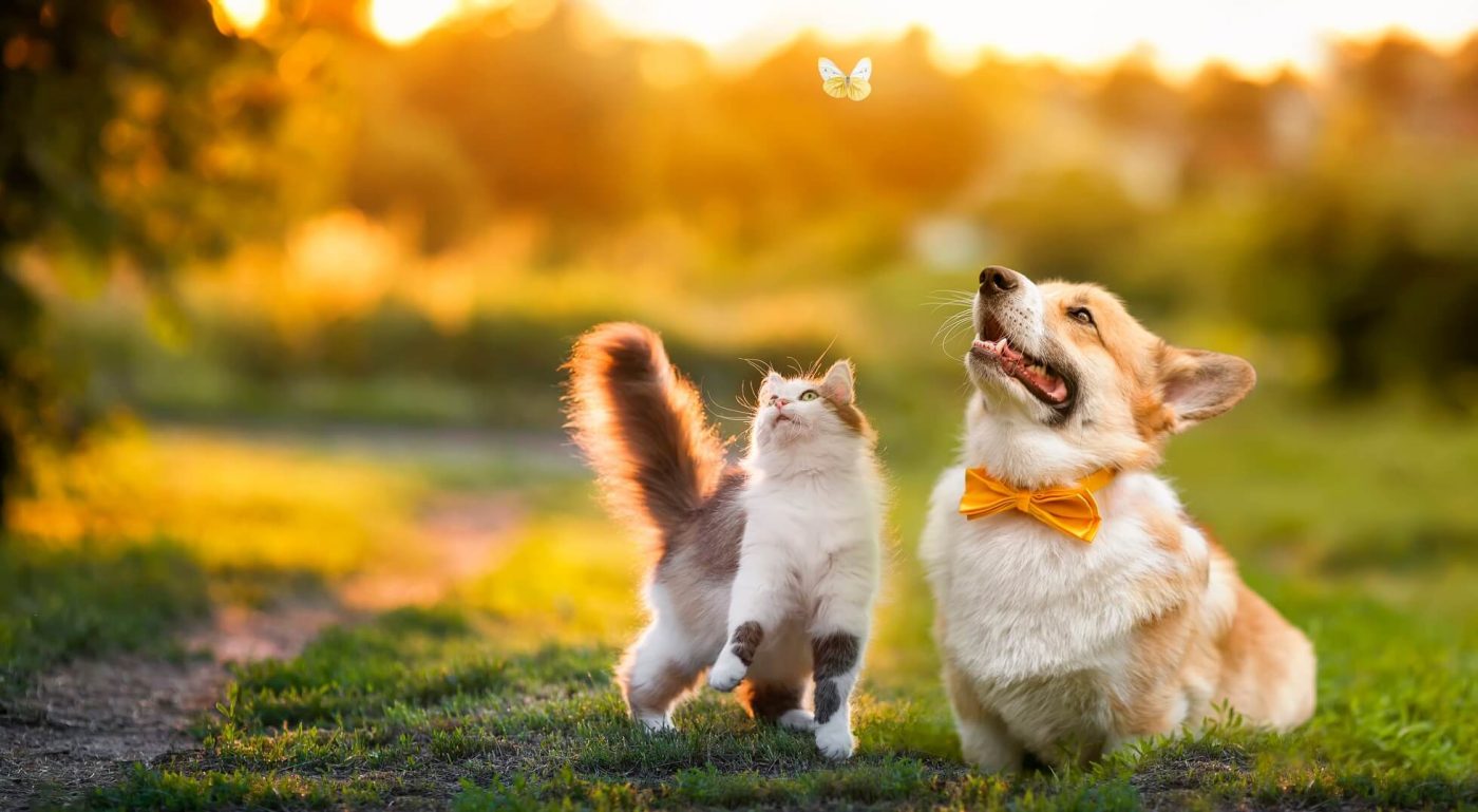 Bringing Happiness to Every Pet! 4 pempet