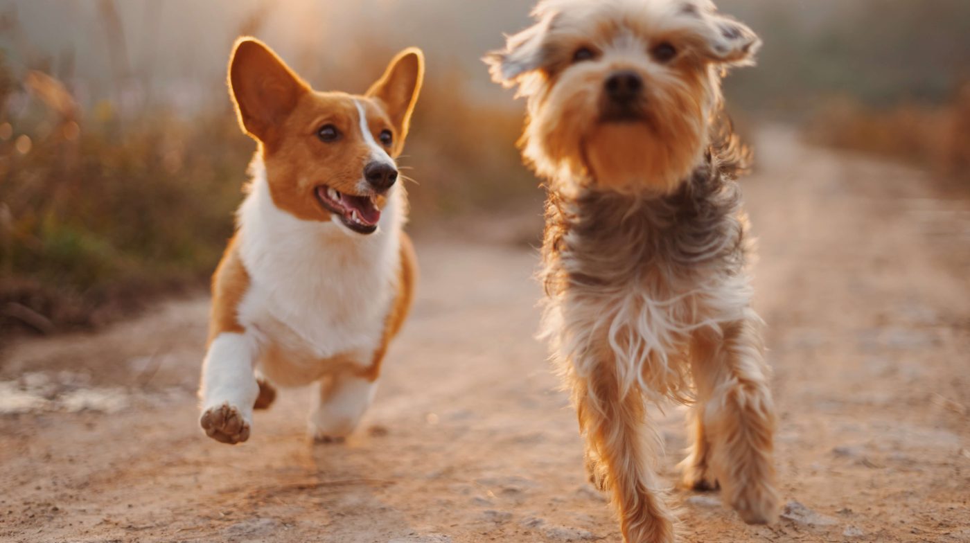 Bringing Happiness to Every Pet! 5 slider