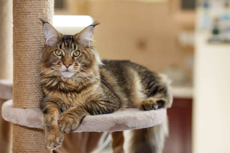 How to Choose the Right Cat Tree 2 1