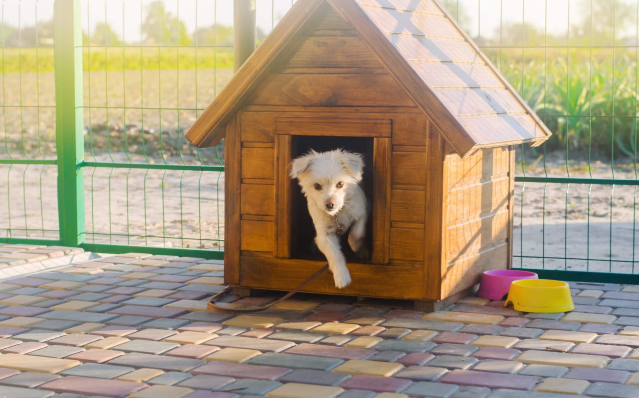 HOW TO CHOOSE THE PERFECT DOG HOUSE