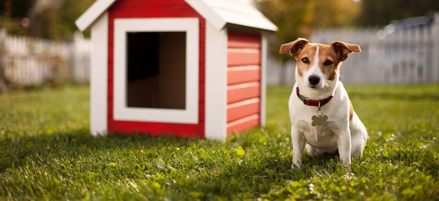 How to Choose the Perfect Dog House 2 HowToCleanDogHouse GettyImages 185045435