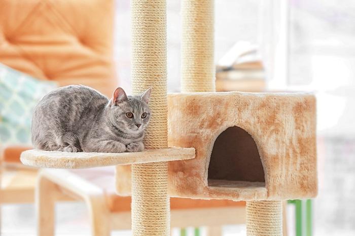 How to Choose the Right Cat Tree 8 Scratching post and cat tree compressed