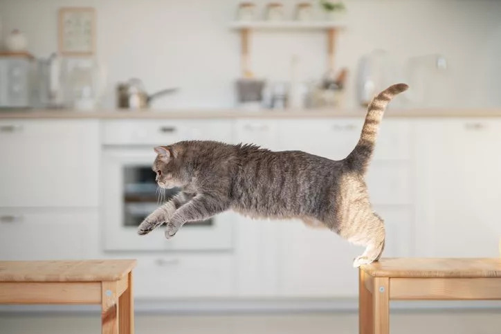 How to Choose the Right Cat Tree 5 cat jumping