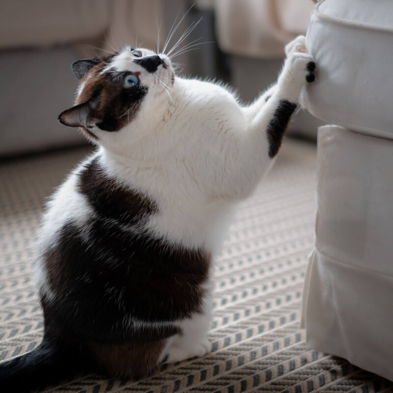 How to Choose the Right Cat Tree 3 cat scratching