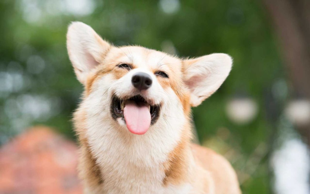 Why you should talk to your dog more 2 corgi dog name POPDOGS0819 1ebb8efb2c68499eab1c76411c9d1c15