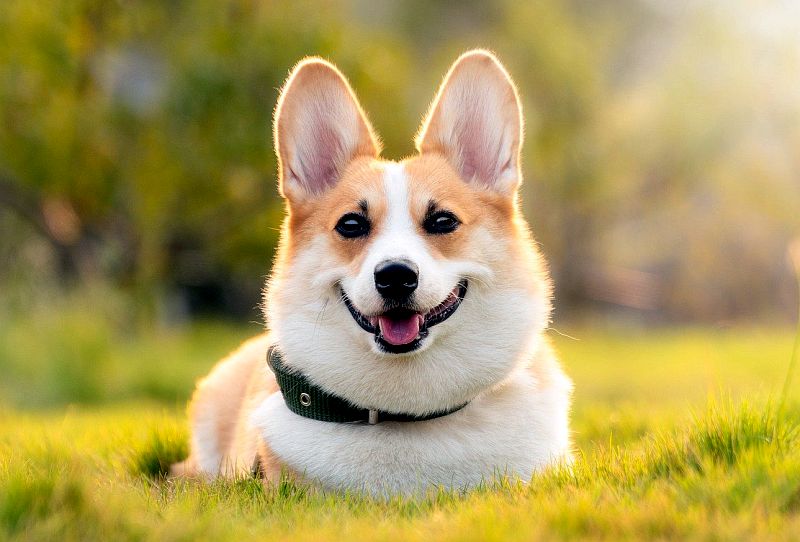 Why you should talk to your dog more 3 dog bat ears
