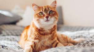 Bringing Happiness to Every Pet! 6 images 5 1