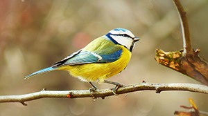 Bringing Happiness to Every Pet! 8 bird