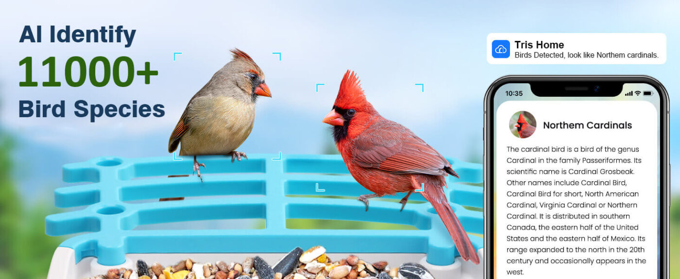 Wireless Smart Bird Watching Camera Outdoor Solar Bird Feeder 27 Smart Bird Feeder with Camera 16