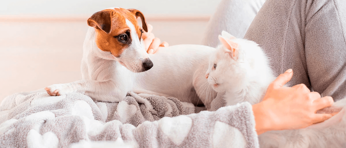 pempet about us front page